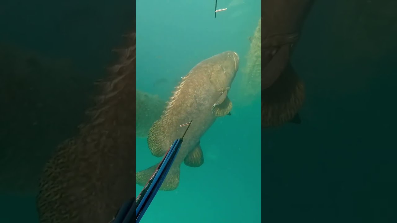 Monster 300kg Grouper Fishing Spearfishing Adventure Crocodile