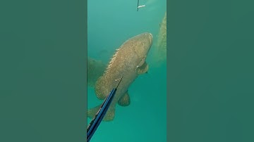 Monster 300kg grouper 😳😳 #fishing #spearfishing #adventure #crocodile
