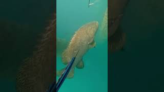 Monster 300kg grouper 😳😳 #fishing #spearfishing #adventure #crocodile