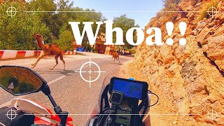 Dades Gorge and Playing Chicken with Camels!! ... Morocco Solo ADV Motorcycle in the High Atlas