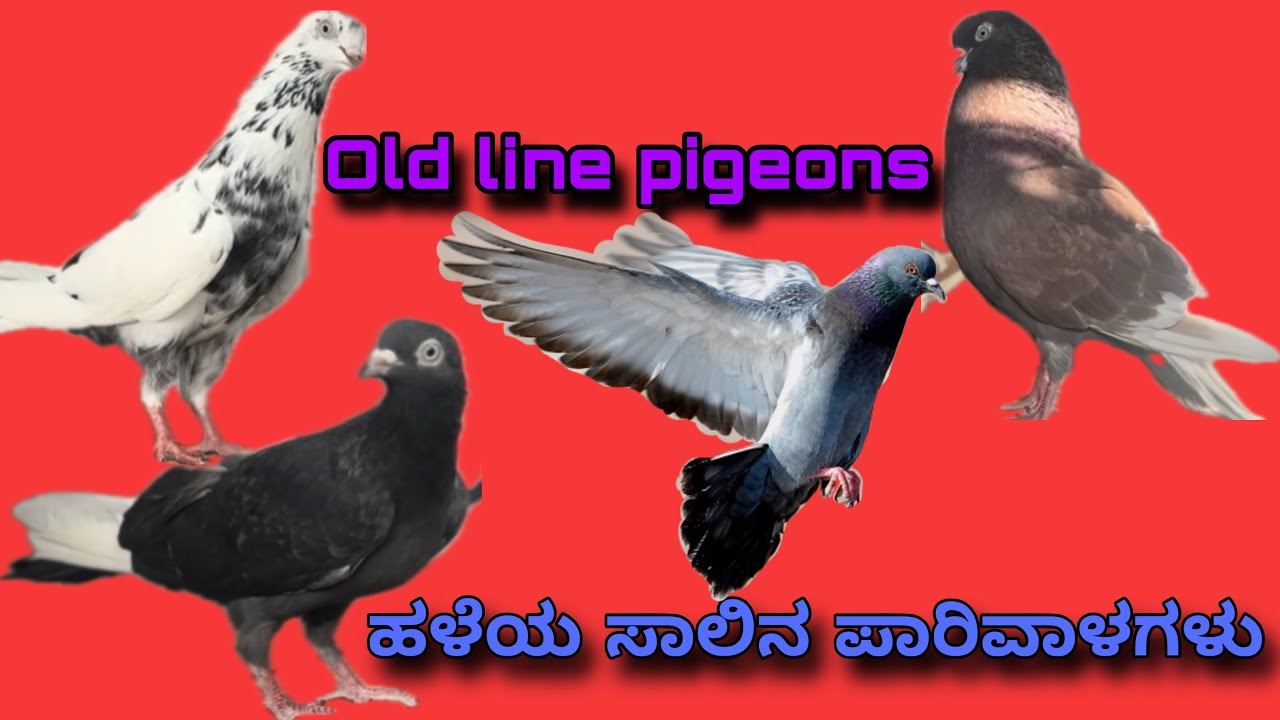 Old line pigeons🤯ಹಳೆಯ ಸಾಲಿನ ಪಾರಿವಾಳಗಳು👌🕊️#oldline #pigeons #racingpigeon #parivala #akki #hakki#mb🕊️