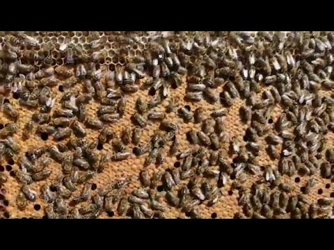 Video: Karantindən Necə Maksimum Yararlanmaq Olar