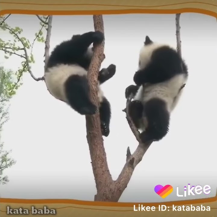 (Kata baba) BIKIN KESAL DAN NGAKAK
