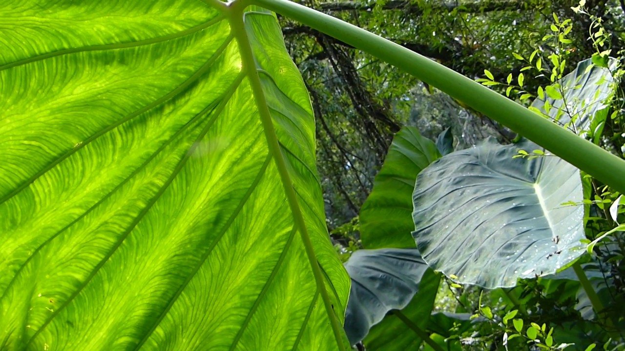 flora brasileira FOLHAS GIGANTES matos tropicais plantas jardim jardinagem  paisagismo brazilian - thptnganamst.edu.vn