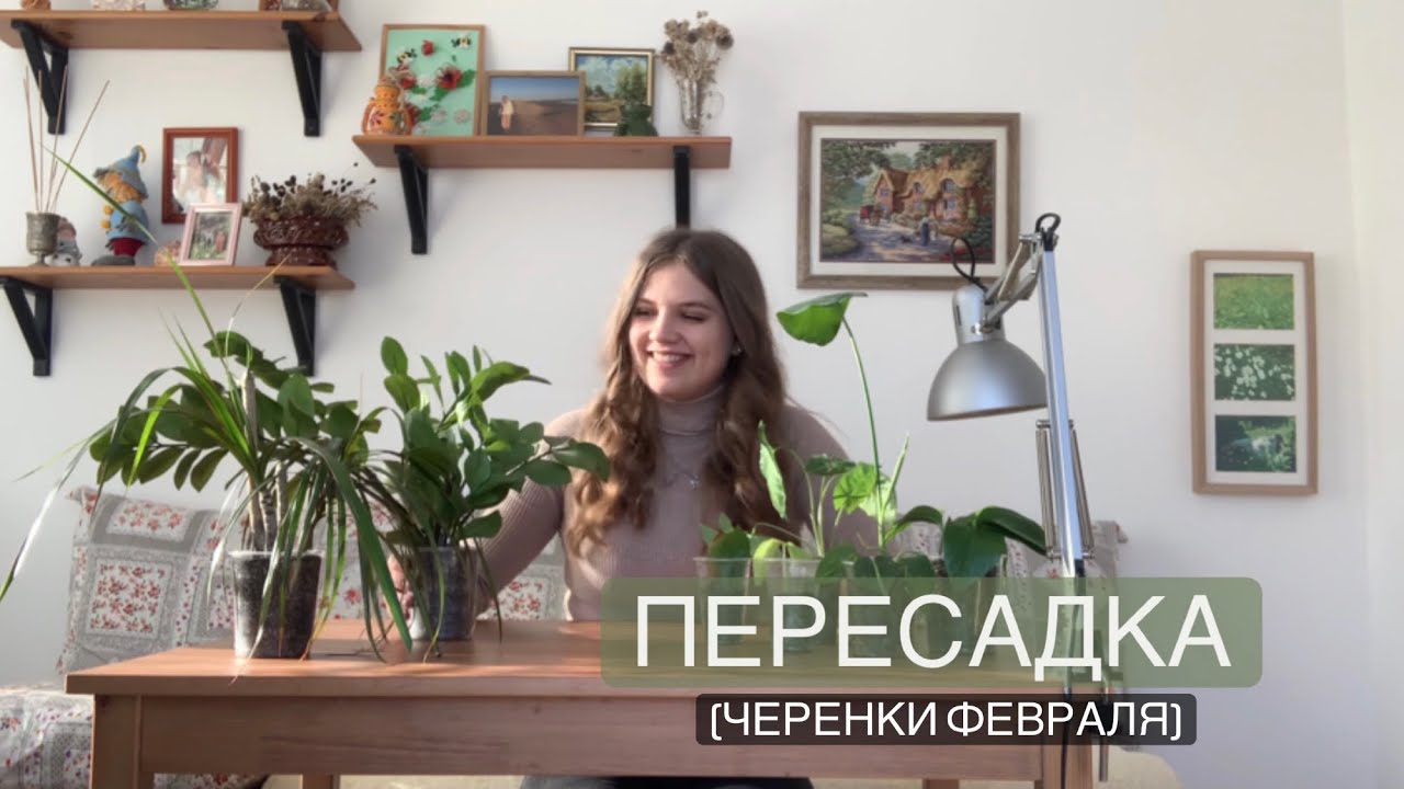 Пересадка черенков февраля 🌱🪴Монстера, драцена, замиокулькас, сингониус, сциндаптус, филодендрон💫