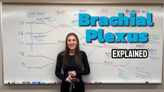 BRACHIAL PLEXUS EXPLAINED: The Nerve Network You Need to Know
