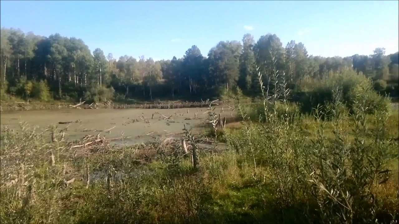 Любимая природа. Лето. - YouTube