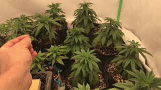 Timber Grow Vlog, Season 2 Episode 1