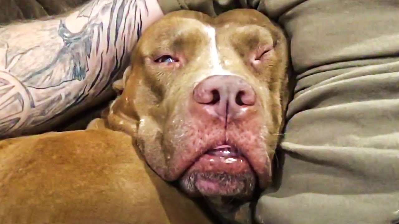 Pitbull daddy. Питбуль рокки. pitbulls in the nursery lunatic.