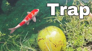 Coconut Fish-Trap catches RARE COLORFUL Fish