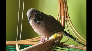 Pikat Terkukur Big Voice