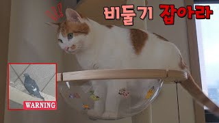 비둘기랑 싸워서 이긴 고양이