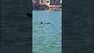 Dolphin Awareness Month!
POV: You take the Dolphin & Wildlife boat tour in honor of Dolphin Awareness Month 🐬
Book your tour and learn all about our local dolphin population!
https://www.cmaquarium.org/experiences/dolphin-wildlife-tour/
Donate and support CMA at HelpCMA.org!
© 2023 Clearwater Marine Aquarium
We believe in preserving our environment while inspiring the human spirit through leadership in the rescue, rehabilitation, and release of marine life; environmental education; research; and conservation. We are a non-profit 501(c)(3) organization.
https://www.facebook.com/ClearwaterMarineAquarium
https://www.instagram.com/cmaquarium/
https://twitter.com/CMAquarium
https://www.tiktok.com/@cmaquarium
https://www.cmaquarium.org Dolphin Awareness Month!