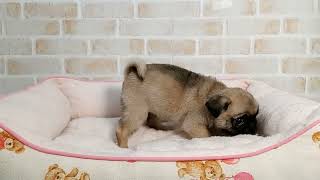 パグの子犬（メス♀） 鹿児島店｜ペットショップCoo＆RIKU