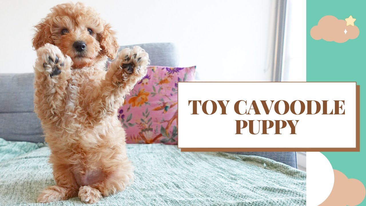 Toy Cavoodle Puppy 8 to 10 Weeks | CLIFFORD - YouTube