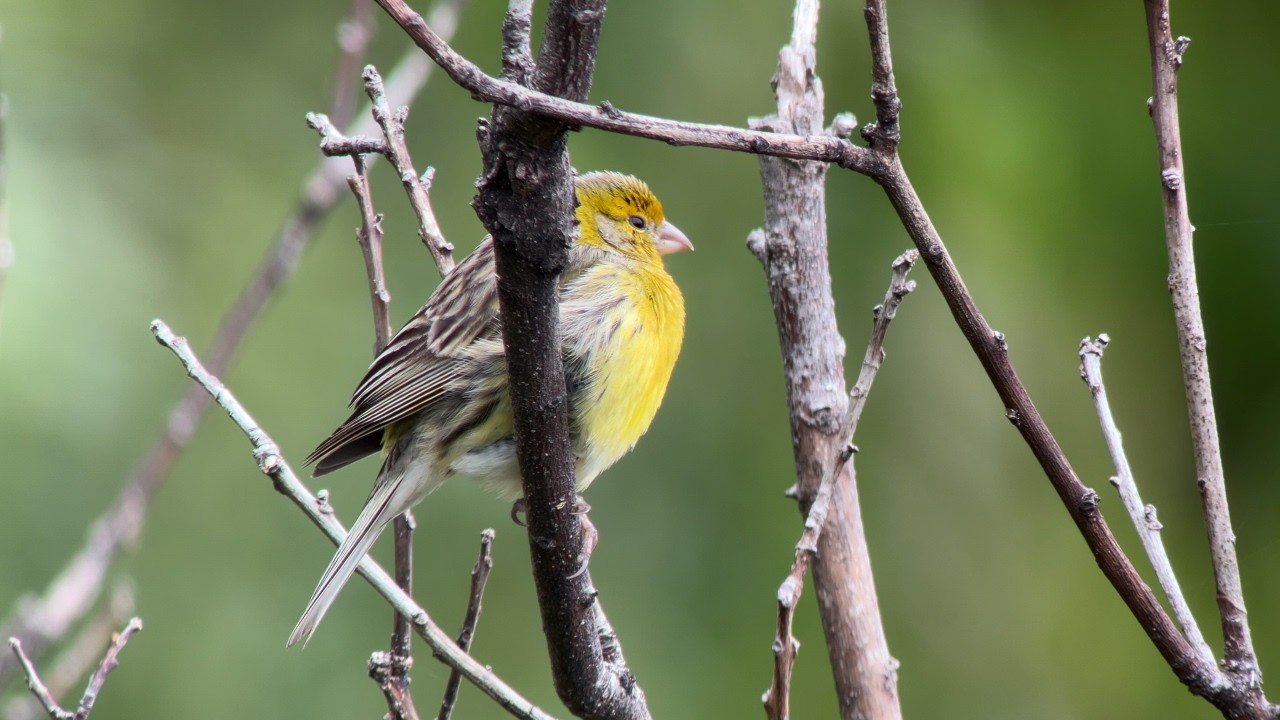 Natuurwandeling Madeira