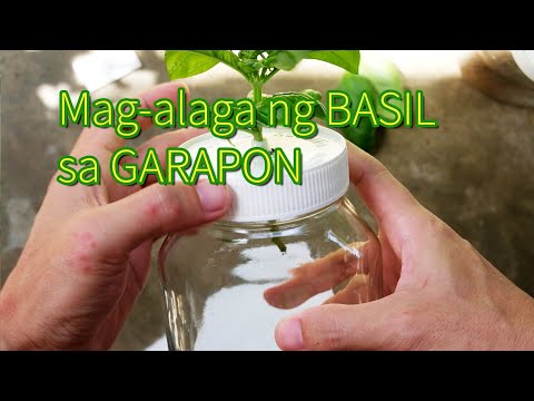 Video: Paano Isteriliser Ang Mga Garapon