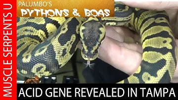 Acid Gene Ball Pythons with Josh Jensen at Tampa Repticon- Part 5