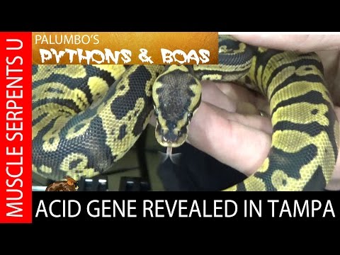 Acid Gene Ball Pythons with Josh Jensen at Tampa Repticon- Part 5