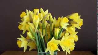 Daffodils opening in time lapse