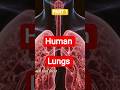 Our Lungs Explained in Simple Language #medical #science #mhrealfacts #facts #neet