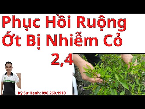 Video Phục Hồi Ruộng Ớt Bị Nhiễm Cỏ 2,4 - youtube