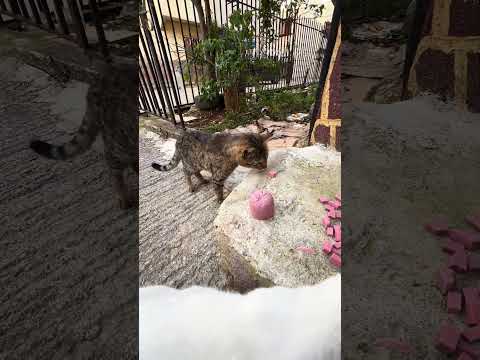 ils sont trop beaux . #animal #animals #animales