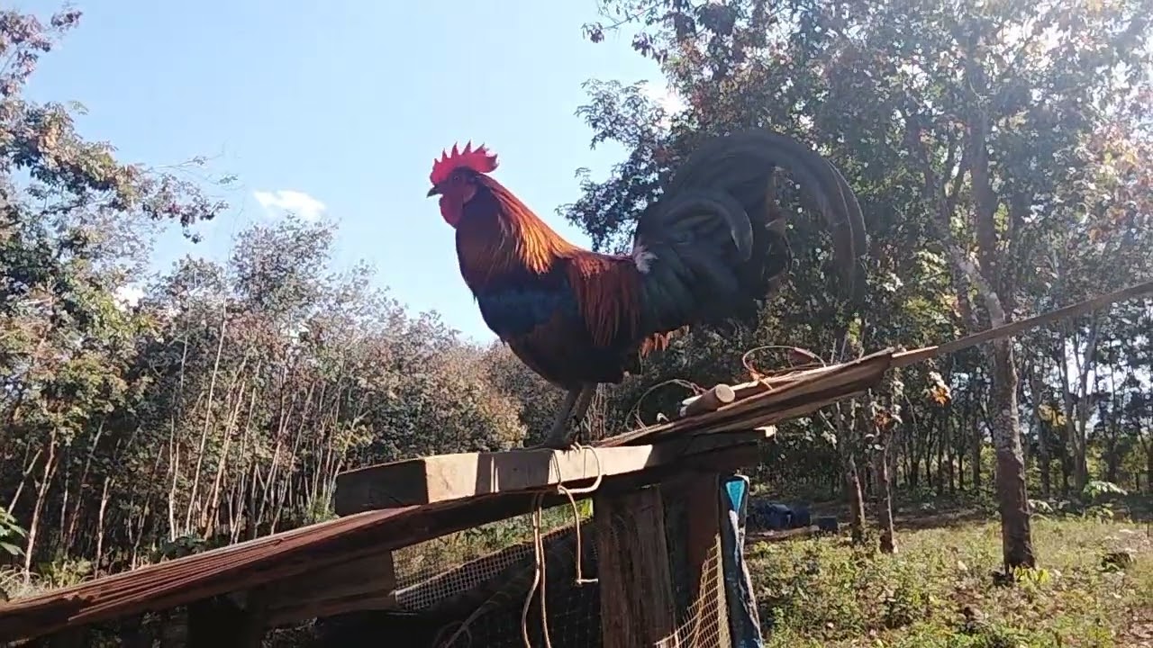 Qaib Cuab Tuaj Zoo Heev nawb Nyiam Lo Nug Tau 02093782504