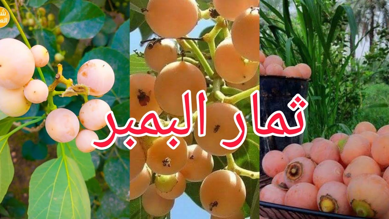 جمال شجرة البمبر في أحد البيوت البغدادية التراثية - YouTube