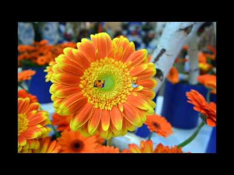 Video: Gerberas (48 Foto's): Sorg Vir Binneblomme Tuis, Beskrywing Van Jameson Se Gerbera, Wit, Oranje En Geel Spesies