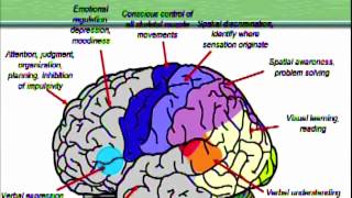 Becky Bingham: Brain maps, Part 1 Basic functions