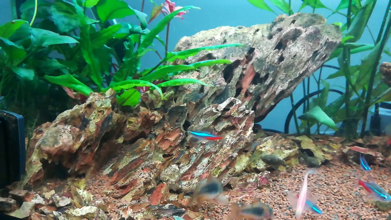 My New 120l Aquarium Youtube
