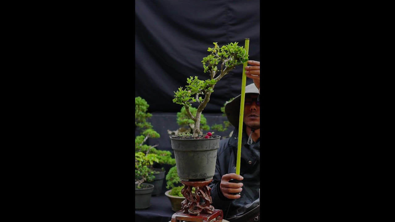The Last Bonsai