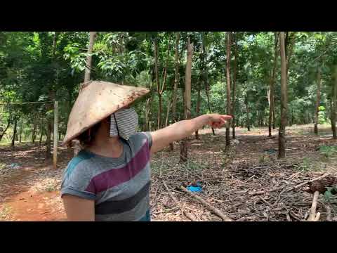 Bán đất vườn có nhà ở 650tr/ha +200tc và những lời chia sẻ của chủ nhà lh0399724559