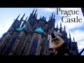 Prague Castle with my Husky.