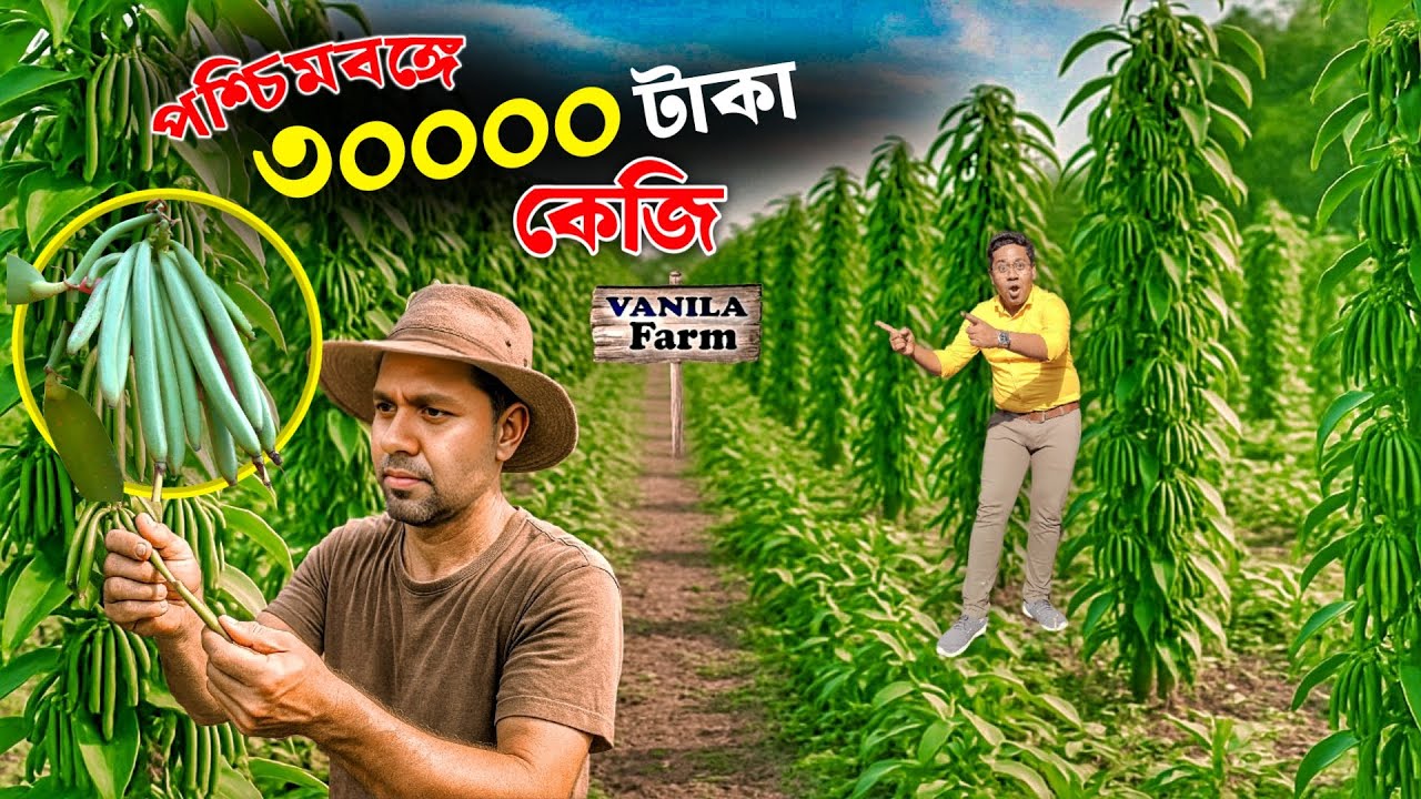 পশ্চিমবঙ্গে ৩০ হাজার টাকা কেজি ভ্যানিলা চাষ | Vanilla Farming | Vanilla Farm | Vanilla Cultivation