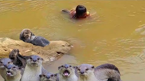 takjub manusia berang berang bisa nangkap ikan pake tangan