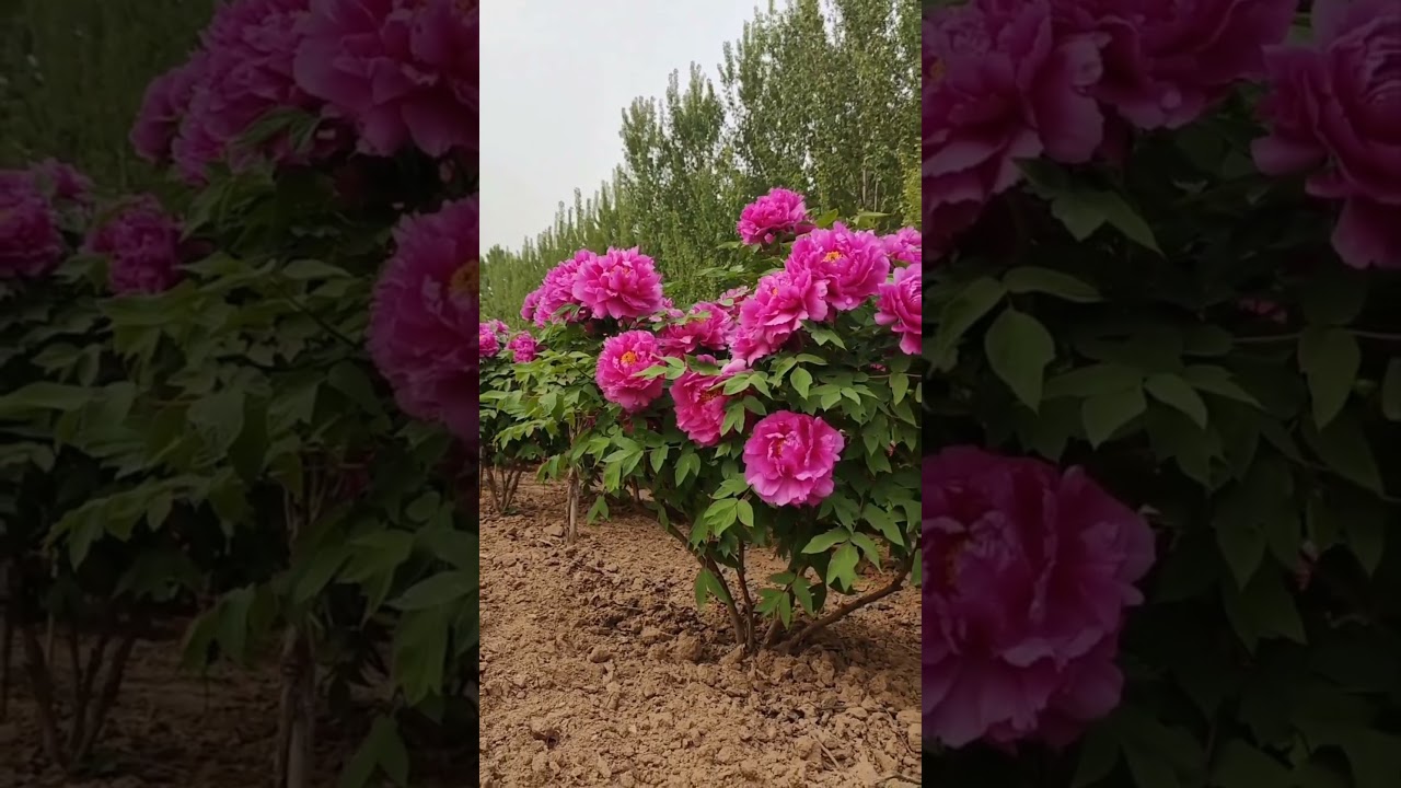 Amazing flowers | Bright, warm colors (reds, oranges, yellows) stimulate energy and happiness