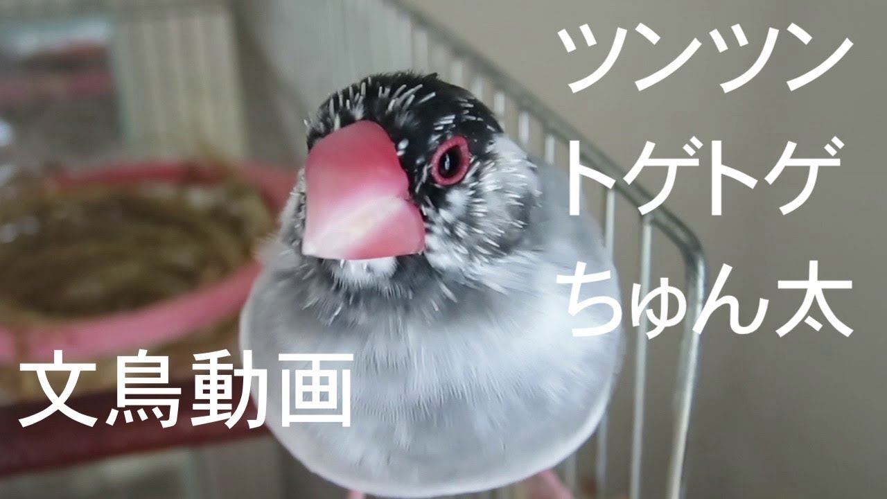 文鳥 ツンツントゲトゲちゅん太のさえずり 文鳥動画 Molting java sparrow
