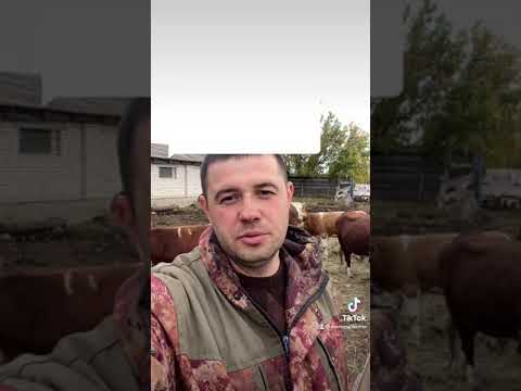 Быки на племя