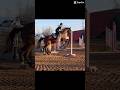 WAIT! #horse #equestrianjourney #horseenthusiast #otetari #equestrian #horsetrack #horsefan