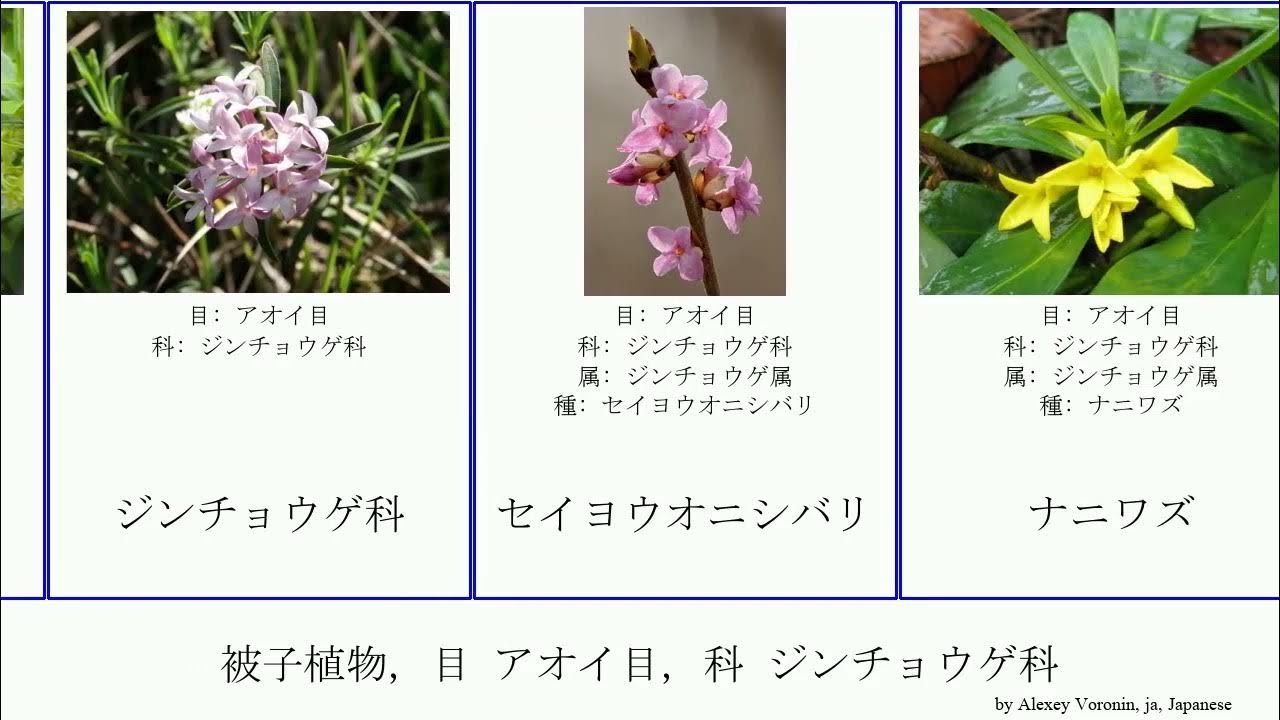 被子植物 目 アオイ目 科 ジンチョウゲ科 Angiosperms Fuse カラスシキミ オニシバリ ゴニスティルス属 ピメレア属 アオガンピ属 Malvales ムニンアオガンピ ナニワズ Youtube