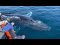 Whale Surprises Passengers | Mugging Behavior | Southern California