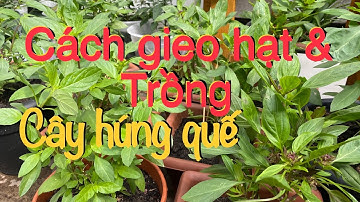 #116. Cách gieo&trồng cây Húng Quế cực nhanh và siêu chuẩn cho thời tiết ở xứ lạnh.