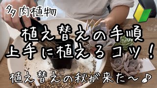 【多肉植物】植え替え大好き女が教えるエケベリア植え替えのやり方とコツ。