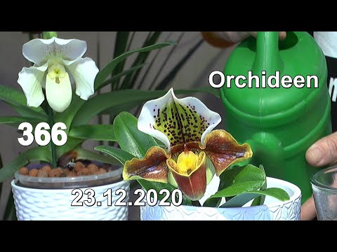 Video: Wild-Frauenschuh-Orchideen - Züchten einer Frauenschuh-Wildblume