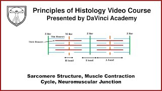 Sarcomere Structure, Muscle Contraction Cycle, Neuromuscular Junction [Muscle Histology Part 2 of 4]