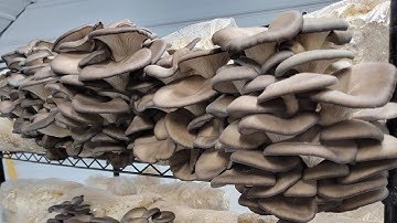 Lime Pasteurized Oyster Mushroom Substrate Batch Spawning