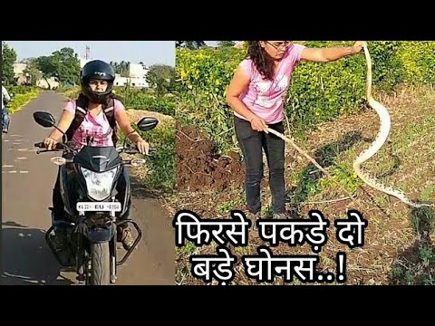 gurukul public school || फिरसे पकड़े यह दो जहरीले घोनस ||खेत के साँप हमे क्यों रेस्क्यू करने पड़ते है || RUSSELL'S VIPER ||