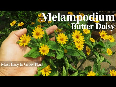 Videó: Információ a melampodium növényekről: Hogyan termesztjük a melapódiumot